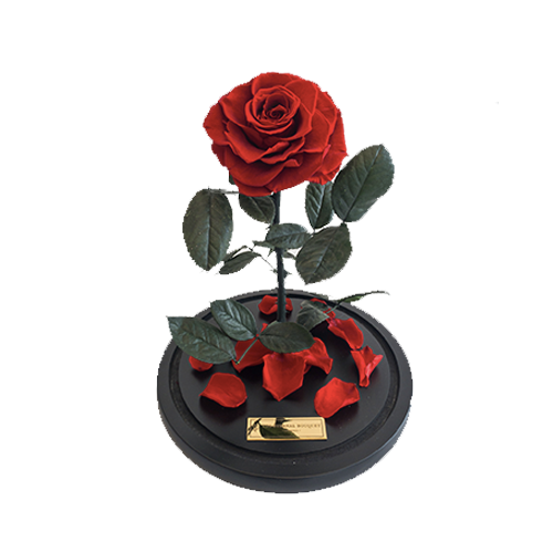 The Enchanted Rose - Red