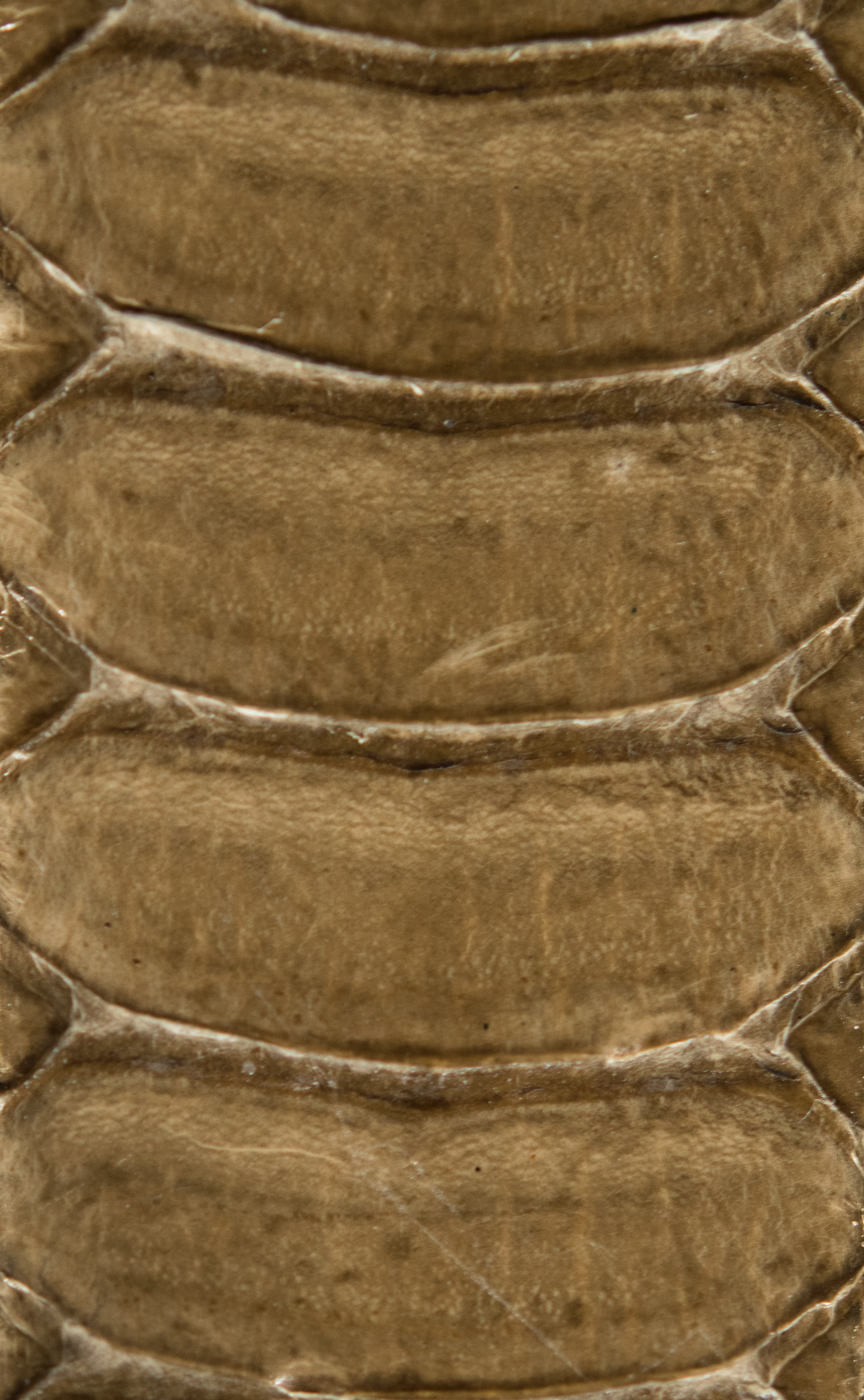 Brown Winged Python Band