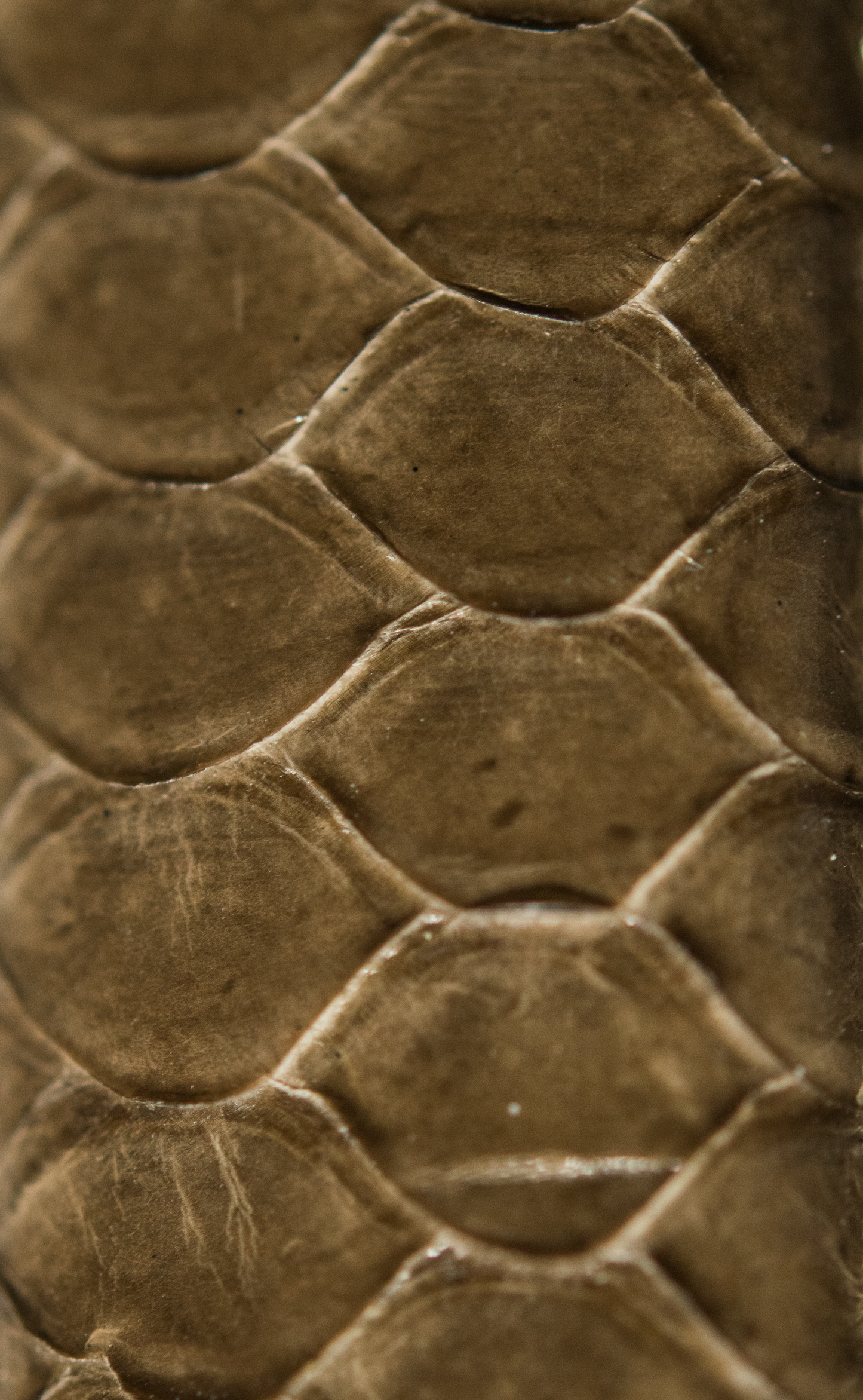 Brown Python Scales Band