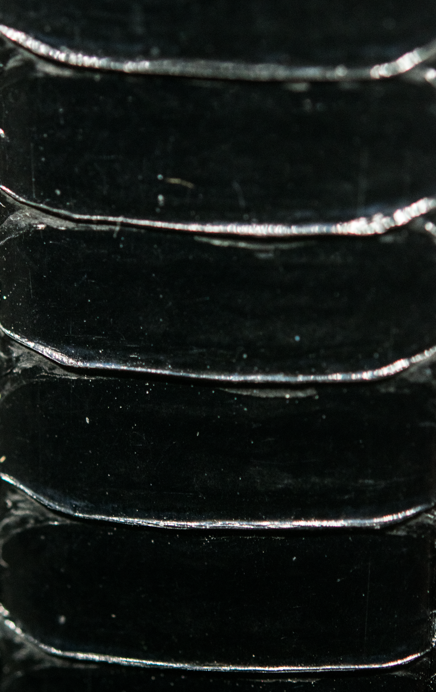 Black Winged Python Band